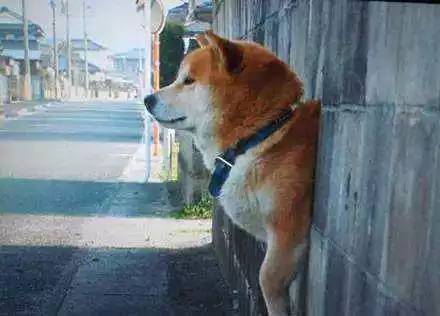 柴犬价格可能很快反弹的四大原因