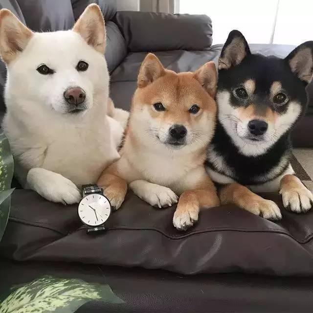 柴犬价格可能很快反弹的四大原因
