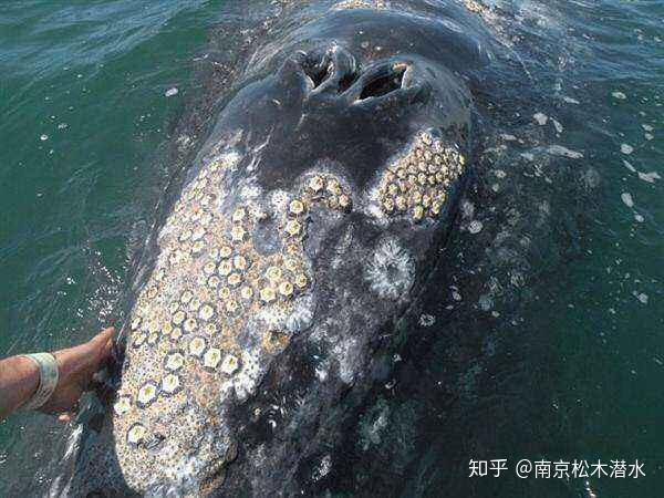 被资本藤壶侵蚀的利维坦，解构以太坊的去中心化困境与重生之路