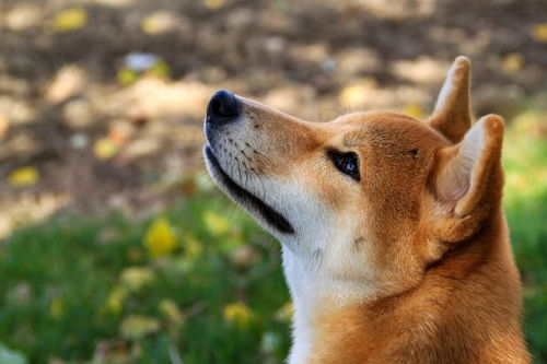 柴犬价格展望：双底格局预示反弹